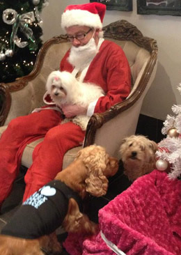 dog boarding services